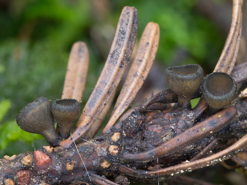 Rutstroemia elatina